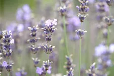 Lavandula angustifolia 'Munstead'