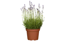 Lavandula angustifolia 'Munstead'