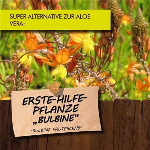 Bio Bulbine Erste Hilfe Pflanze