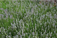 Lavandula angustifolia 'Munstead'