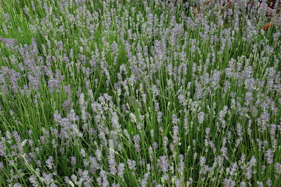 Lavandula angustifolia 'Munstead'