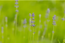 Lavandula angustifolia 'Munstead'