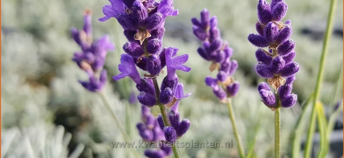 Lavandula angustifolia 'Peter Pan'