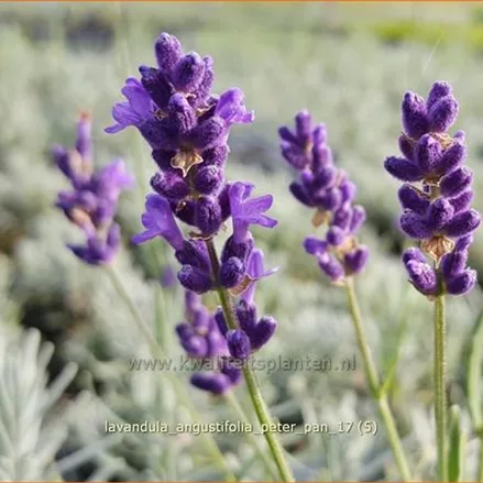Lavandula angustifolia 'Peter Pan'