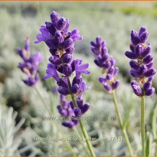 Lavandula angustifolia 'Peter Pan'