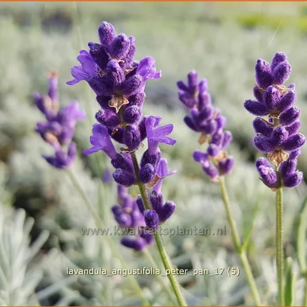 Lavandula angustifolia 'Peter Pan'