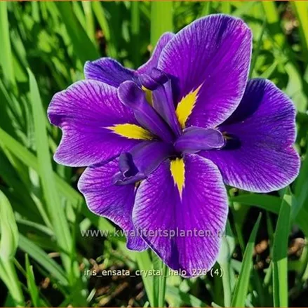 Iris ensata 'Crystal Halo'