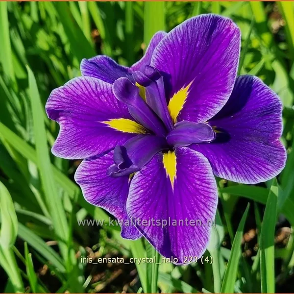 Iris ensata 'Crystal Halo'