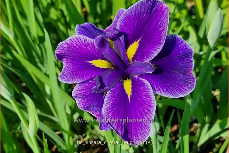 Iris ensata 'Crystal Halo'