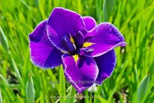 Iris ensata 'Crystal Halo'