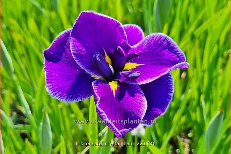 Iris ensata 'Crystal Halo'