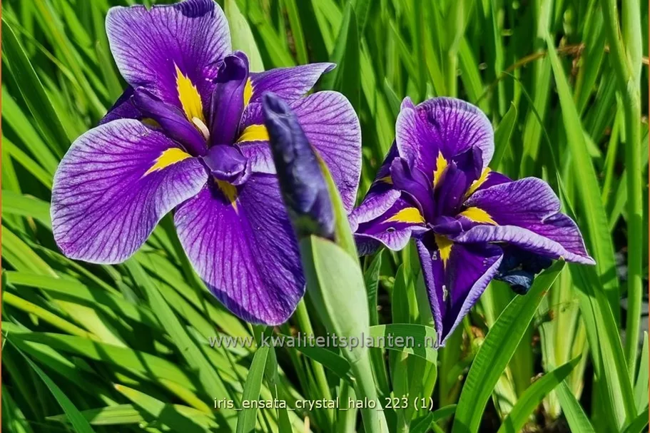 Iris ensata 'Crystal Halo'