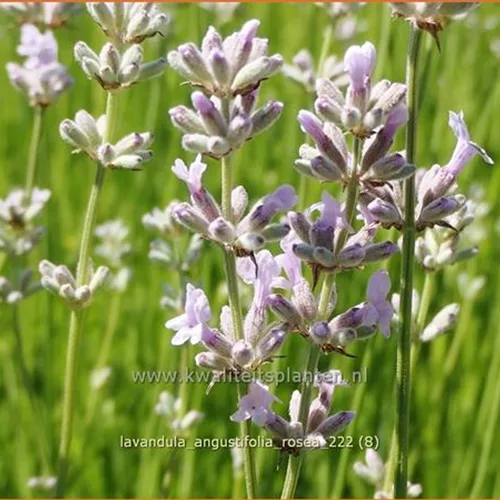 Lavandula angustifolia 'Rosea'