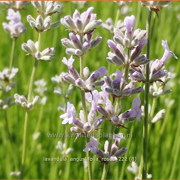 Lavandula angustifolia 'Rosea'
