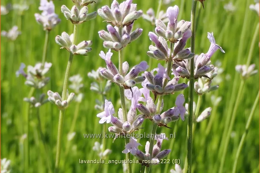 Lavandula angustifolia 'Rosea'