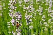 Lavandula angustifolia 'Rosea'