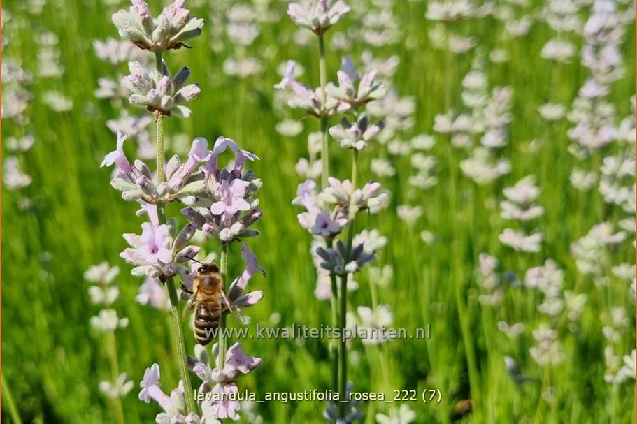 Lavandula angustifolia 'Rosea'