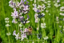 Lavandula angustifolia 'Rosea'