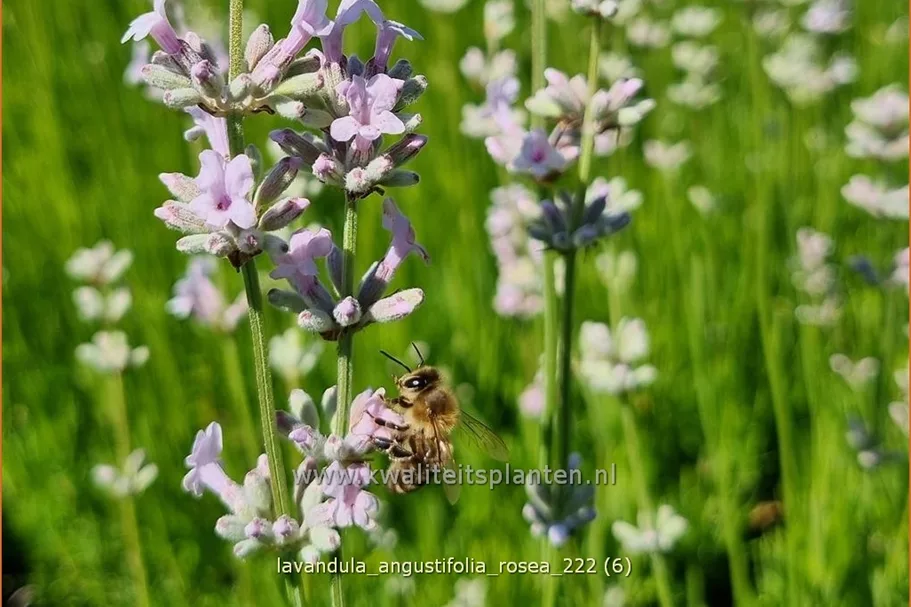 Lavandula angustifolia 'Rosea'