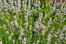 Lavandula angustifolia 'Rosea'