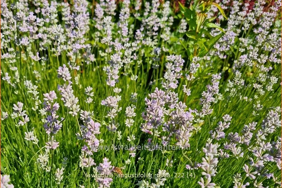 Lavandula angustifolia 'Rosea'