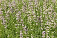 Lavandula angustifolia 'Rosea'