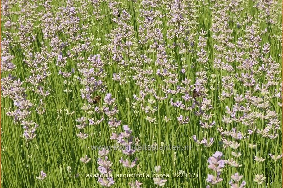 Lavandula angustifolia 'Rosea'