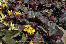 Ligularia dentata 'Britt Marie Crawford'