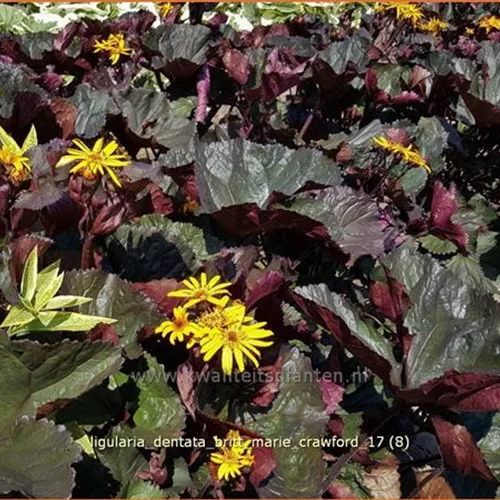 Ligularia dentata 'Britt Marie Crawford'
