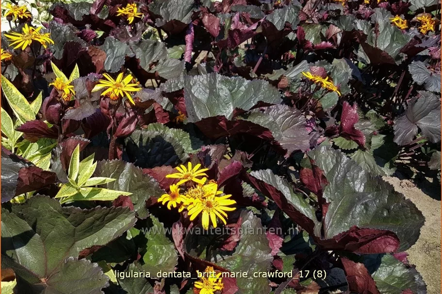 Ligularia dentata 'Britt Marie Crawford'