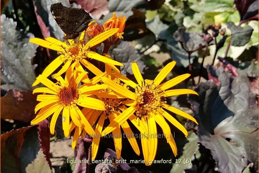 Ligularia dentata 'Britt Marie Crawford'