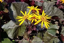 Ligularia dentata 'Britt Marie Crawford'