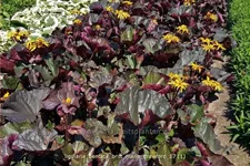 Ligularia dentata 'Britt Marie Crawford'