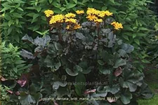 Ligularia dentata 'Britt Marie Crawford'