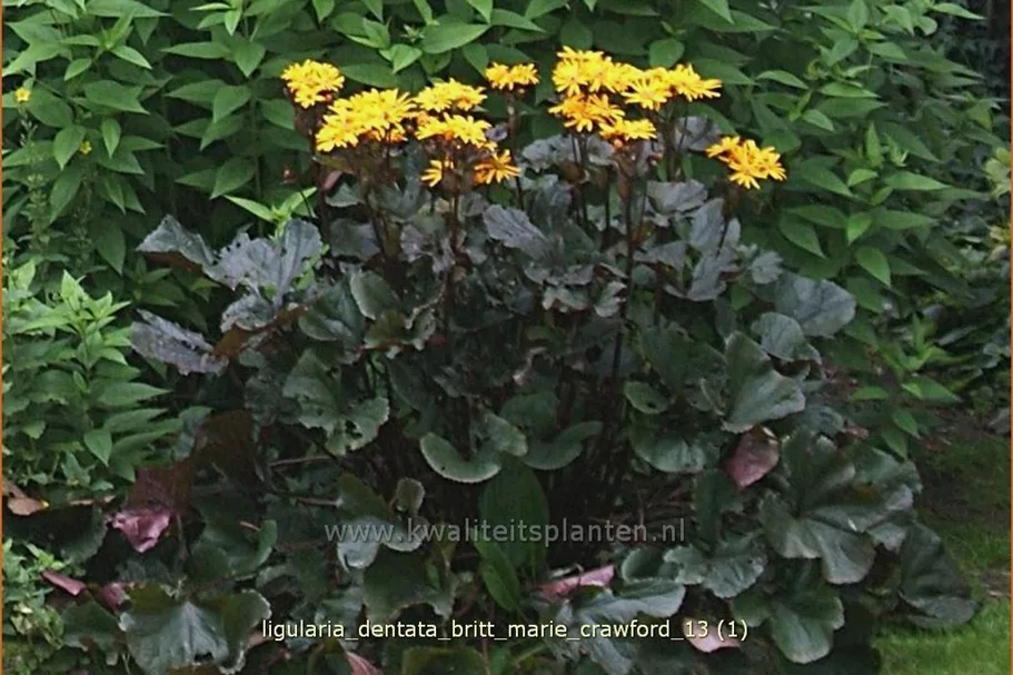 Ligularia dentata 'Britt Marie Crawford'