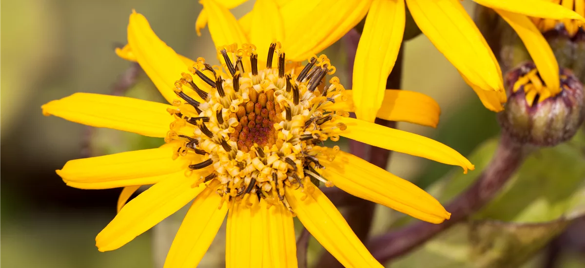 Ligularia dentata 'Desdemona'