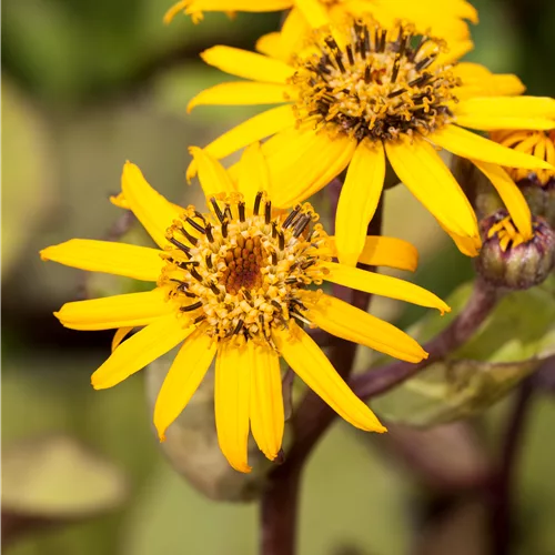 Ligularia dentata 'Desdemona'