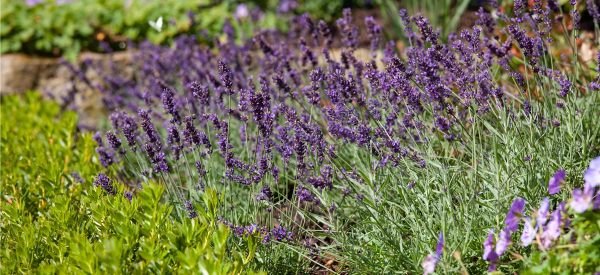 Lavandula angustifolia 'Siesta'