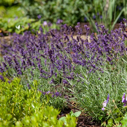 Lavandula angustifolia 'Siesta'