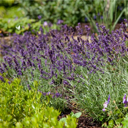 Lavandula angustifolia 'Siesta'