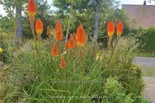 Kniphofia uvaria 'Nobilis'