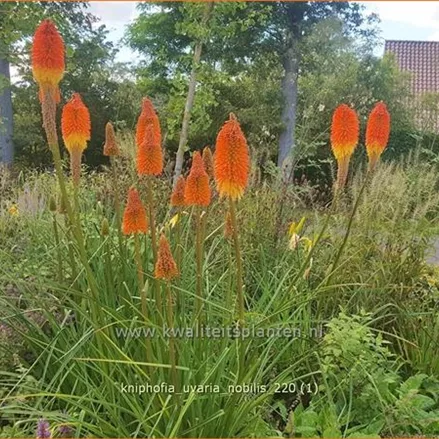 Kniphofia uvaria 'Nobilis'