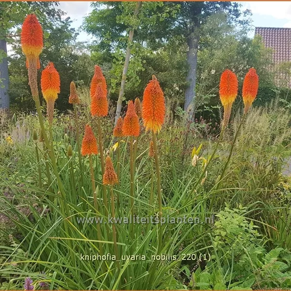 Kniphofia uvaria 'Nobilis'