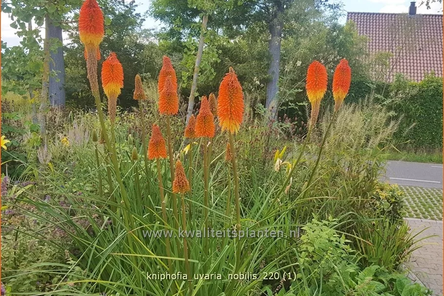 Kniphofia uvaria 'Nobilis'
