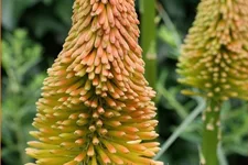 Kniphofia uvaria 'Nobilis'