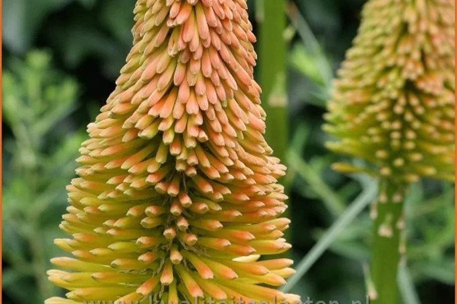 Kniphofia uvaria 'Nobilis'