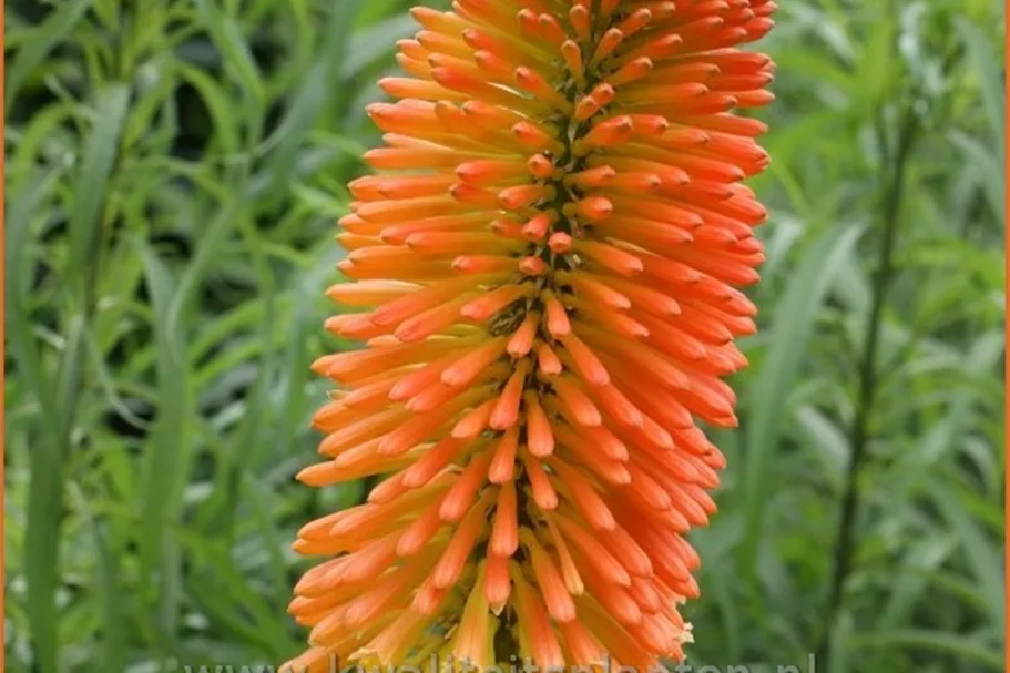 Kniphofia uvaria 'Nobilis'