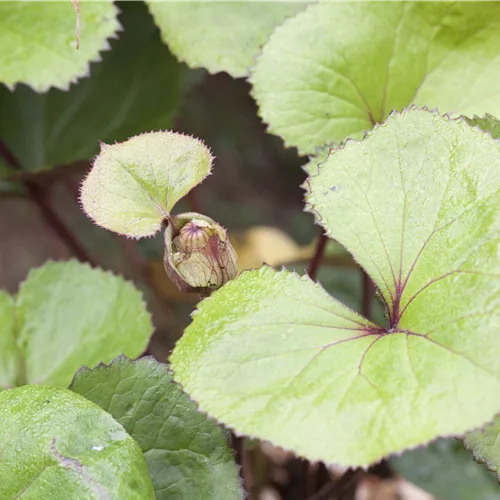 Ligularia dentata 'Midnight Lady'