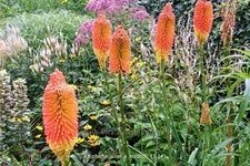 Kniphofia uvaria 'Nobilis'