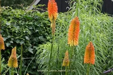 Kniphofia uvaria 'Nobilis'